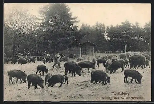 AK Moritzburg /Dresden, Fütterung der Wildtiere