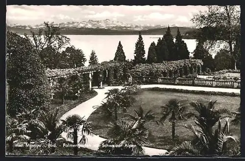 AK Insel Mainau i. Bod., Palmengarten mit Schweizer Alpen