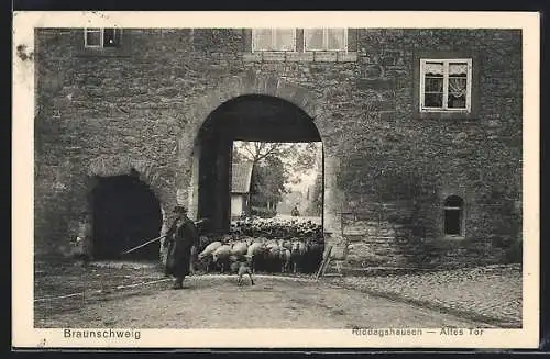 AK Riddagshausen bei Braunschweig, Altes Tor, mit Schäfer und Herde