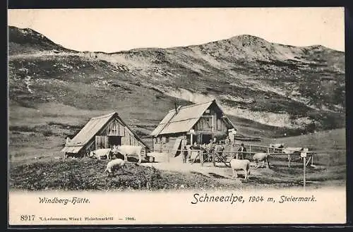 AK Windberg-Hütte, Rinder an der Berghütte auf der Schneealpe