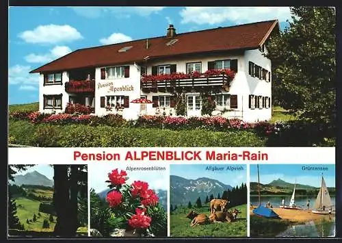 AK Maria-Rain im Allgäu, Pension Alpenblick, Kühe, Alpenrosen, Grüntensee