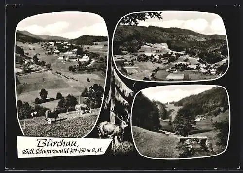 AK Bürchau /Schwarzwald, Ortsansichten mit Kühen und Bach