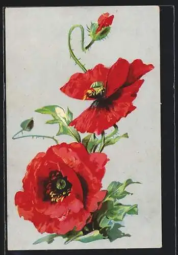 AK Blühende Mohnblumen