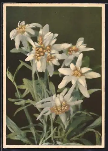 AK Leontopodium alpinum, Edelweiss