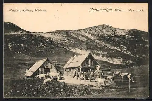AK Windberg-Hütten, Kühe vor der Hütte, Schneealpe