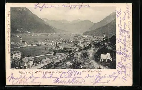 AK Mittenwald a. Isar, Ortsansicht vom Bergweg mit grasenden Rindern aus