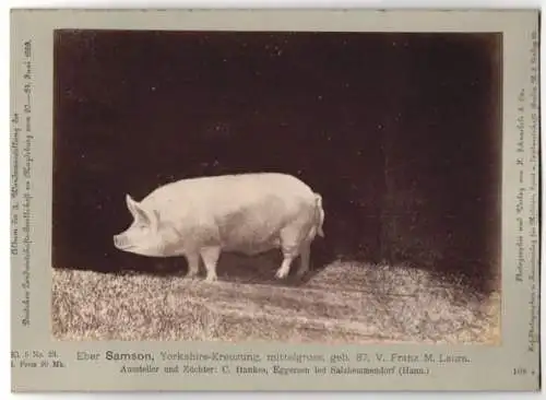 Fotografie H. Schnaebeli, Berlin, Ausstellung Landwirtschafts Gesellschaft Magdeburg 1889, Schwein Eber Samson Yorkshire