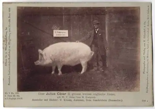 Fotografie H. Schnaebeli, Berlin, Ausstellung Landwirtschafts Gesellschaft Magdeburg 1889, Schwein Eber Julius Cäsar II.