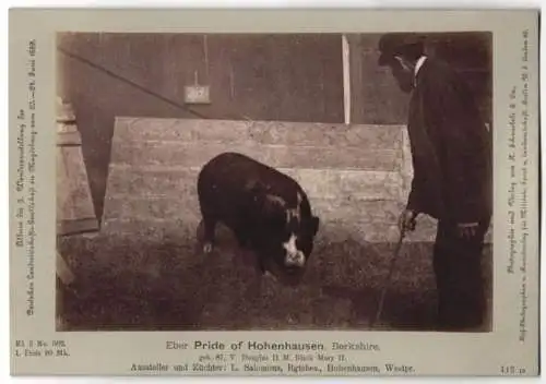 Fotografie H. Schnaebeli, Berlin, Ausstellung Landwirtschafts Gesellschaft Magdeburg 1889, Eber Pride of Hohenhausen