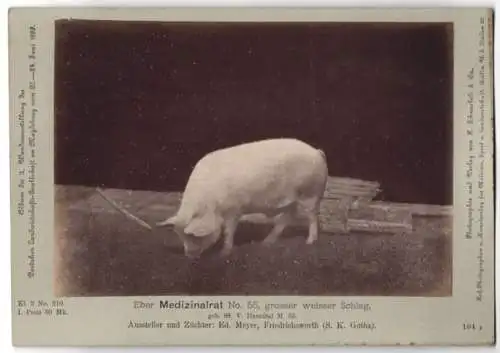 Fotografie H. Schnaebeli, Berlin, Ausstellung Landwirtschafts Gesellschaft Magdeburg 1889, Schwein Eber Medizinalrat