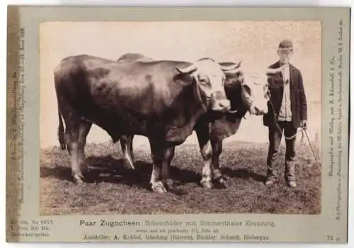 Fotografie Schnaebeli, Berlin, Ausstellung Landwirtschafts Gesellschaft Magdeburg 1889, Ochsen Scheinfelder / Simmenthal