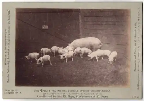Fotografie H. Schnaebeli, Berlin, Ausstellung Landwirtschafts Gesellschaft Magdeburg 1889, Schwein & Ferkel Sau Grethe