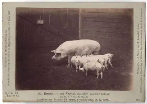 Fotografie H. Schnaebeli, Berlin, Ausstellung Landwirtschafts Gesellschaft Magdeburg 1889, Schwein & Ferkel Sau Emma