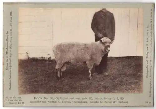 Fotografie H. Schnaebeli, Berlin, Ausstellung Landwirtschafts Gesellschaft Magdeburg 1889, Schaf Bock Oxfordshiredown