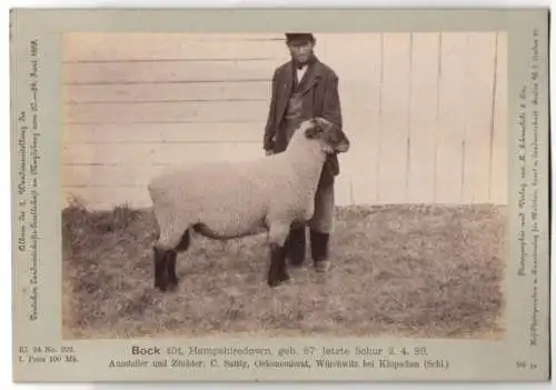 Fotografie H. Schnaebeli, Berlin, Ausstellung Landwirtschafts Gesellschaft Magdeburg 1889, Schaf Bock Hampshiredown