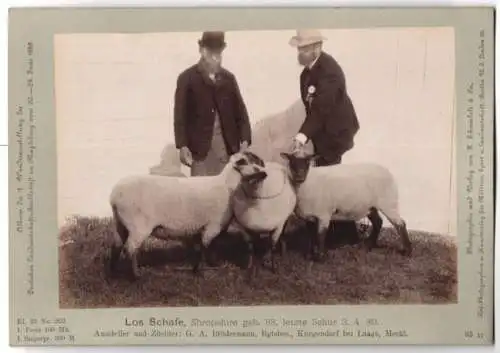 Fotografie H. Schnaebeli, Berlin, Ausstellung Landwirtschafts Gesellschaft Magdeburg 1889, Los Schafe Shropshire