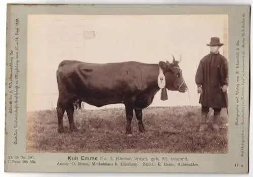 Fotografie H. Schnaebeli, Berlin, Ausstellung Landwirtschafts Gesellschaft Magdeburg 1889, Rind Kuh Emme Harzer