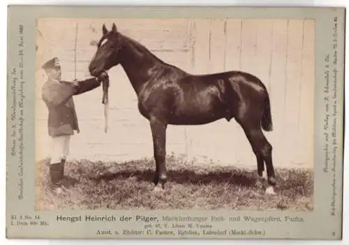 Fotografie Schnaebeli, Berlin, Ausstellung Landwirtschafts Gesellschaft Magdeburg 1889, Pferd Hengst Heinrich der Pilger