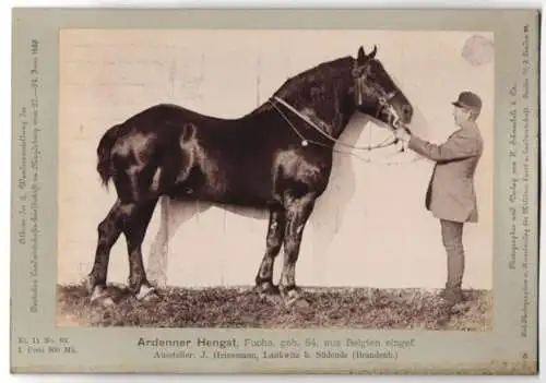 Fotografie H. Schnaebeli, Berlin, Ausstellung Landwirtschafts Gesellschaft Magdeburg 1889, Pferd Ardenner Hengst