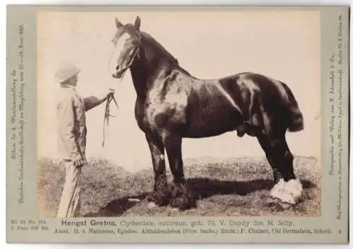 Fotografie Schnaebeli, Berlin, Ausstellung Landwirtschafts Gesellschaft Magdeburg 1889, Pferd Hengst Gretna Clydesdale