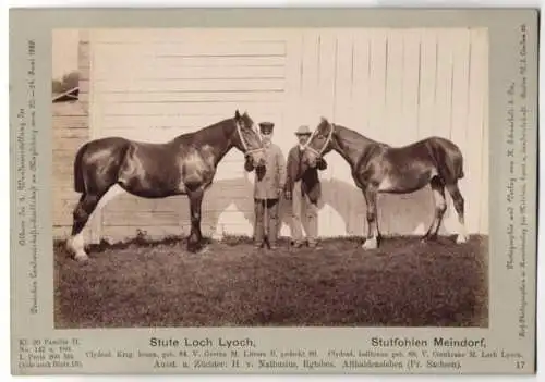 Fotografie H. Schnaebeli, Berlin, Ausstellung Landwirtschafts Gesellschaft Magdeburg 1889, Stute Loch Lyoch & Stutfohlen