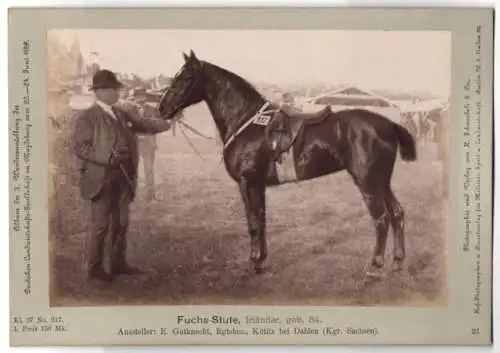 Fotografie H. Schnaebeli, Berlin, Ausstellung Landwirtschafts Gesellschaft Magdeburg 1889, Pferd Fuchs-Stute Irländer