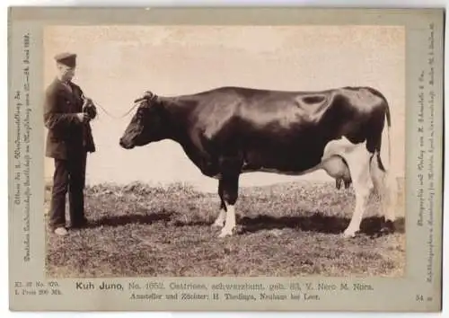 Fotografie H. Schnaebeli, Berlin, Ausstellung Landwirtschafts Gesellschaft Magdeburg 1889, Rind Kuh Juno Ostfriese