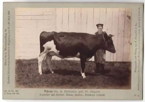 Fotografie H. Schnaebeli, Berlin, Ausstellung Landwirtschafts Gesellschaft Magdeburg 1889, Rind Färse Holländer