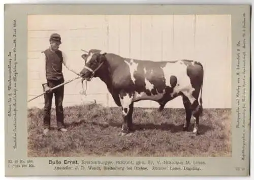 Fotografie Schnaebeli, Berlin, Ausstellung Landwirtschafts Gesellschaft Magdeburg 1889, Rind Bulle Ernst Breitenburger