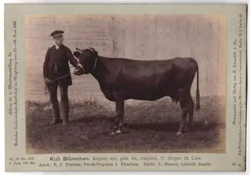 Fotografie H. Schnaebeli, Berlin, Ausstellung Landwirtschafts Gesellschaft Magdeburg 1889, Rind Kuh Blümchen Angler