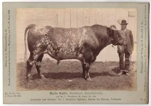 Fotografie H. Schnaebeli, Berlin, Ausstellung Landwirtschafts Gesellschaft Magdeburg 1889, Rind Bulle Katto Shorthorn