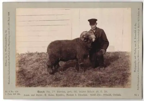 Fotografie H. Schnaebeli, Berlin, Ausstellung Landwirtschafts Gesellschaft Magdeburg 1889, Schaf Bock Merino