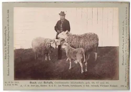 Fotografie Schnaebeli, Berlin, Ausstellung Landwirtschafts Gesellschaft Magdeburg 1889, Ostfriesische Milchschafe & Bock