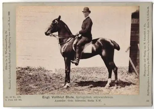 Fotografie Schnaebeli, Berlin, Ausstellung Landwirtschafts Gesellschaft Magdeburg 1889, Springpferd Engl. Vollblut Stute