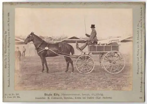 Fotografie H. Schnaebeli, Berlin, Ausstellung Landwirtschafts Gesellschaft Magdeburg 1889, Hannoveraner Einspänner