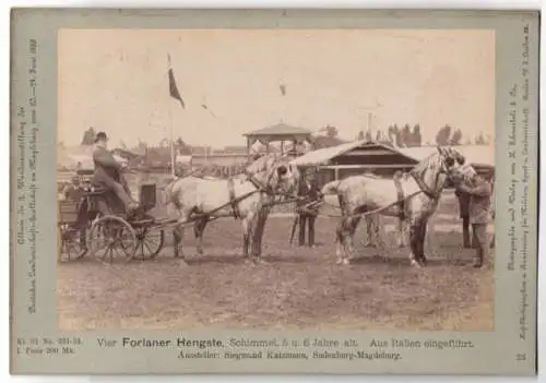 Fotografie H. Schnaebeli, Berlin, Ausstellung Landwirtschafts Gesellschaft Magdeburg 1889, Vierspänner Forlaner Schimmel