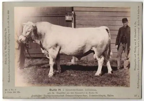 Fotografie H. Schnaebeli, Berlin, Ausstellung Landwirtschafts Gesellschaft Magdeburg 1889, Rind Bulle Simmenthaler