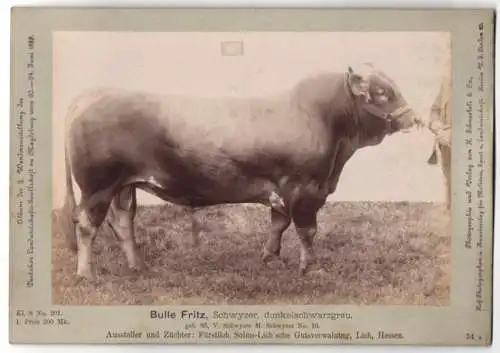 Fotografie H. Schnaebeli, Berlin, Ausstellung Landwirtschafts Gesellschaft Magdeburg 1889, Rind Bulle Fritz Schwyzer