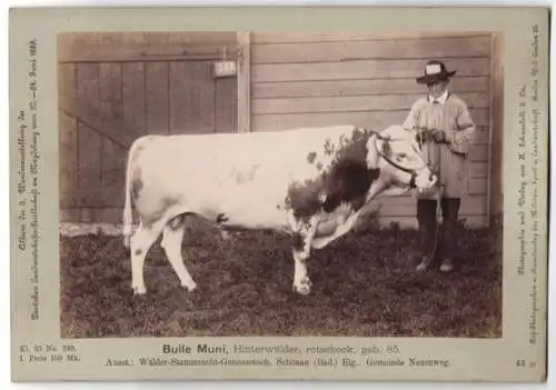 Fotografie H. Schnaebeli, Berlin, Ausstellung Landwirtschafts Gesellschaft Magdeburg 1889, Rind Bulle Muni Hinterwälder