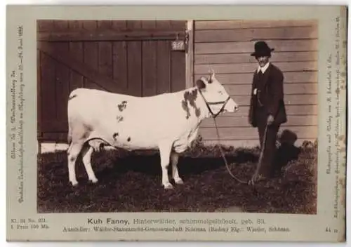 Fotografie H. Schnaebeli, Berlin, Ausstellung Landwirtschafts Gesellschaft Magdeburg 1889, Rind Kuh Fanny Hinterwälder