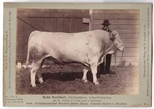 Fotografie Schnaebeli, Berlin, Ausstellung Landwirtschafts Gesellschaft Magdeburg 1889, Rind Bulle Kunibert Simmenthaler