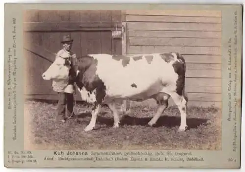 Fotografie H. Schnaebeli, Berlin, Ausstellung Landwirtschafts Gesellschaft Magdeburg 1889, Rind Kuh Johanna Simmenthaler