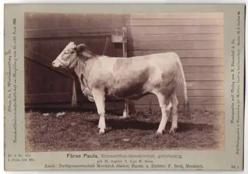 Fotografie Schnaebeli, Berlin, Ausstellung Landwirtschafts Gesellschaft Magdeburg 1889, Färse Simmenthal-Messkircher