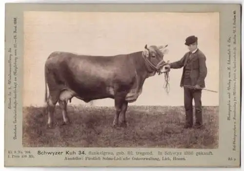 Fotografie H. Schnaebeli, Berlin, Ausstellung Landwirtschafts Gesellschaft Magdeburg 1889, Rind Kuh Schwyzer tragend