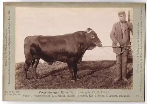 Fotografie H. Schnaebeli, Berlin, Ausstellung Landwirtschafts Gesellschaft Magdeburg 1889, Rind Vogelsberger Bulle