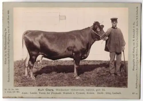 Fotografie H. Schnaebeli, Berlin, Ausstellung Landwirtschafts Gesellschaft Magdeburg 1889, Rind Kuh Waldecker Höhenvieh