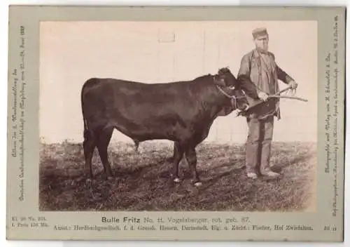 Fotografie H. Schnaebeli, Berlin, Ausstellung Landwirtschafts Gesellschaft Magdeburg 1889, Rind Vogelsberger Bulle Fritz