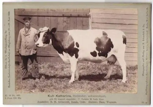 Fotografie H. Schnaebeli, Berlin, Ausstellung Landwirtschafts Gesellschaft Magdeburg 1889, Rind Kuh Katharina Holländer