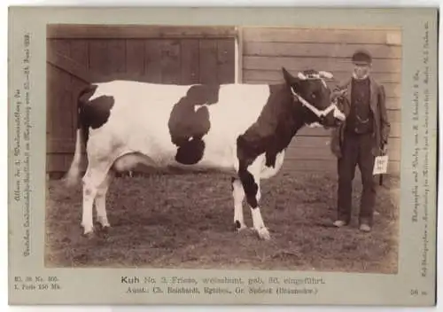 Fotografie H. Schnaebeli, Berlin, Ausstellung Landwirtschafts Gesellschaft Magdeburg 1889, Rind Kuh Friese weissbunt