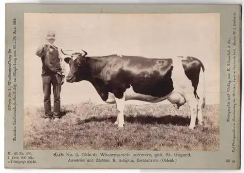 Fotografie H. Schnaebeli, Berlin, Ausstellung Landwirtschafts Gesellschaft Magdeburg 1889, Rind Kuh Oldenbg. Wesermarsch